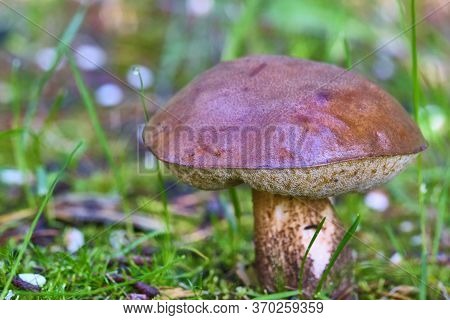 Beautiful Mushroom Hog Growing In The Grass Color