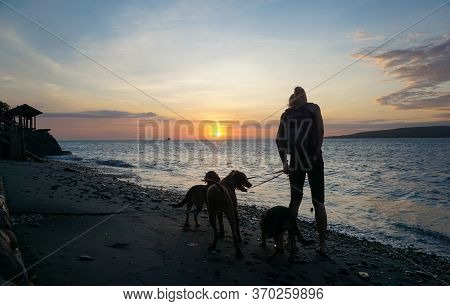 Banyuwangi, Indonesia - May 14, 2020 : A Woman Playing With The Dogs At Watudodol Beach Banyuwangi E