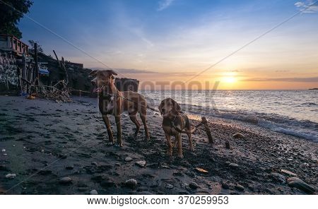 Banyuwangi, Indonesia - May 14, 2020 : A Woman Playing With The Dogs At Watudodol Beach Banyuwangi E