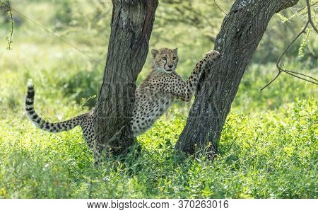 One Young Cheetah Stretched Between Two Trees Standing In Green Grass In Shade Watching Something Wi