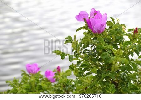 Flowering Bush Of Rose Hip (also Called Rose Haw And Rose Hep) Near Water