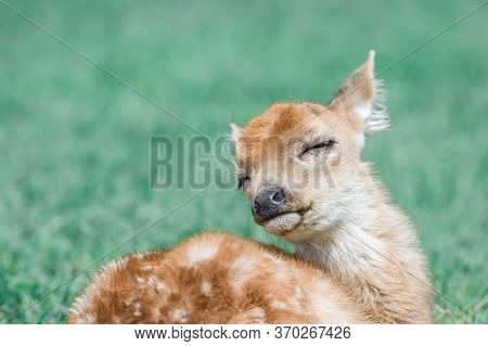 Baby White-tailed Deer Seems To Enjoy Its Life A Lot.relaxing Odocoileus Virginianus