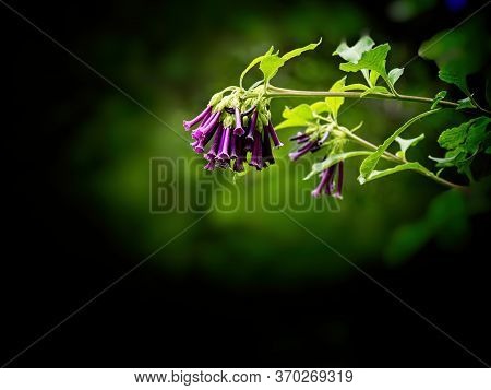 Purple Iochroma