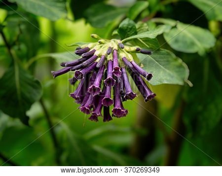 Purple Iochroma