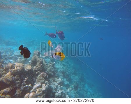 Ocean pollution with pastic is dangerous for fish and other creatures
