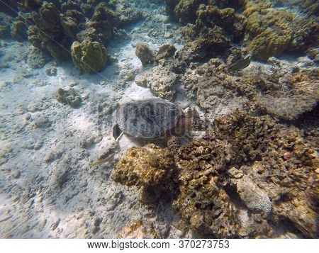 Green turtle, Indian ocean, Maldive islands. 