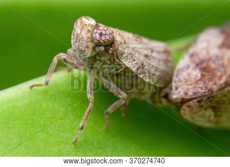 Macro Photography Of Planthopper Mating On Green Leaf