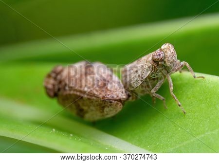 Macro Photography Of Planthopper Mating On Green Leaf