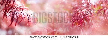 Seasonal Atmospheric Garden Impressions. Blooming Red Maple With Rain Trops And Sunny Bokeh. Horizon