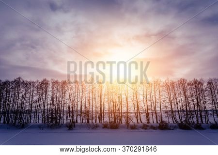 A Beautiful Forest Of Trees In Winter. Sunset