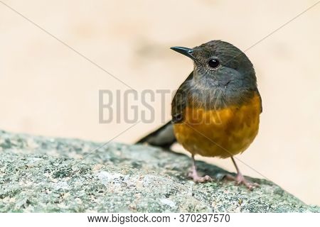 Female White Rumped Sharma Bird (copsychus Malabaricus).