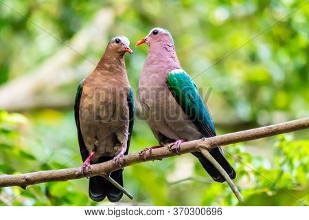 Pair Of Lover Common Emerald Dove Flirting On A Branch In The Forest On Summer.