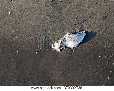 Dead Fish On The Beach Near The Water's Edge, Bone Can Be Seen