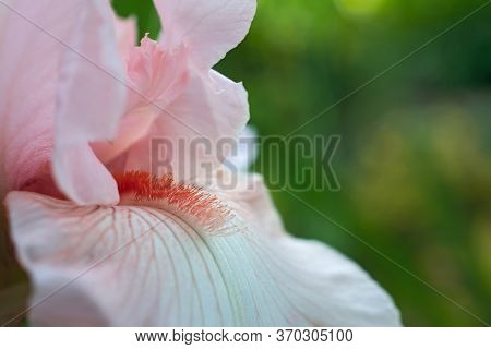 The Pink Iris Petals In The Blurred Green Background Closeup With Copy Space