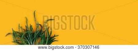 Banner Made From Green Fresh Herbs Isolated On White Yellow Background. Copy Space.