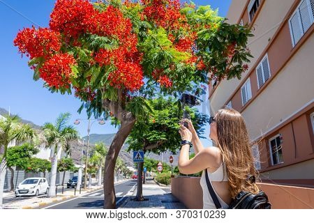 Young Girl Video Blogger Taking Video Of Flame Tree With Smartphone On Gimbal