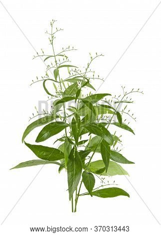 Andrographis Paniculata Plant Isolated On White Background