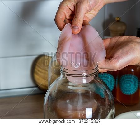 Scoby, Hands Holding Tea Mushroom In Glass Jar. Preparing Kombucha. Healthy Fermented, Probiotic Dri