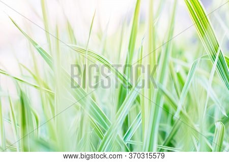 Light Green Natural Background Grass Ryegrass Macro