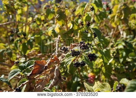 Edible Tasty Fruits Of Lantana Camara Plant