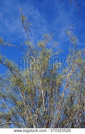 Moringa Peregrina Tree With Very First Spring Leaves
