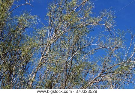 Moringa Peregrina Tree With Very First Spring Leaves