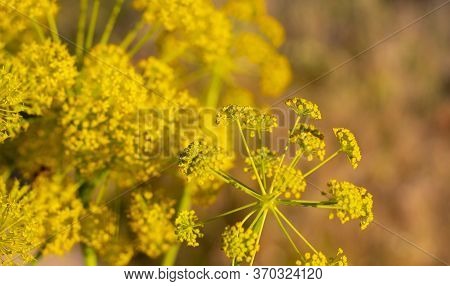Coronavirus Pattern In Nature - Wild Plant With Yellow Flowers - Ferula Communis