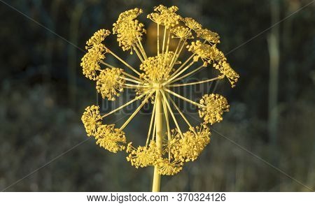 coronavirus pattern in nature - wild plant with yellow flowers - ferula communis