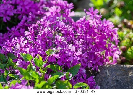 Moss Phlox Purple Beauty (phlox Subulata) In Alpine Rock Garden, Ground-cover Reccurent Plants For L