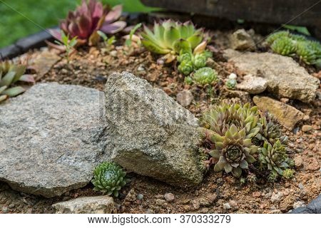 Succulent Houseleek In A Small Decorative Rock Garden