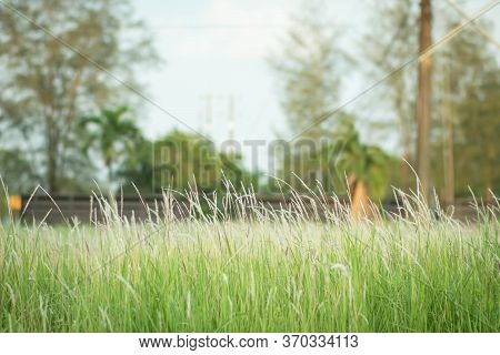 Grass Flowers On The Roadside. Flowers In Autumn Of A Tall Grass Species. Grass On The Roadside In T