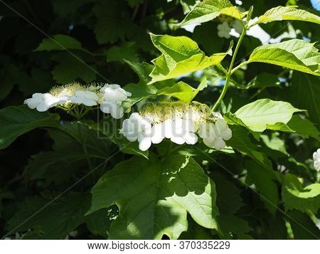 Kalina Flowers. Viburnum Opulus In Russia The Viburnum Fruit Is Called Kalina Viburnum And Is Consid