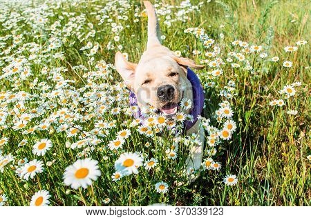 A Labrador Retriever Dog Running In Camomiles
