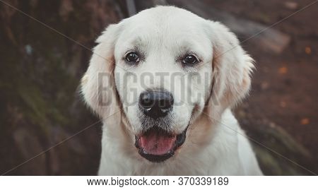 Close Portrait Of A Golden Retriever Puppy Horizontal