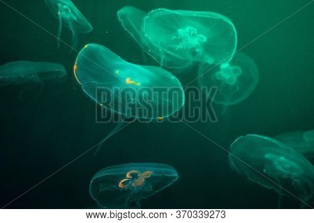Several Azure Jellyfish On The Dark Background