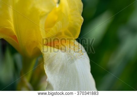 The Yellow Iris Petals In The Blurred Green Background Closeup With Copy Space