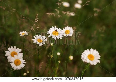 Close Up Of Wild Flowers Nature Background Nature Background Of White Flowers In The Grass. Green Na