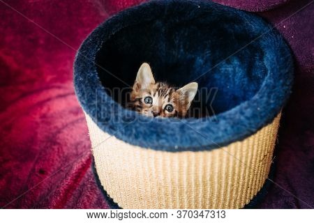 A Playful Bengal Kitten Looks At The Camera From The Top Of Its Scratching Post.toy For Cats