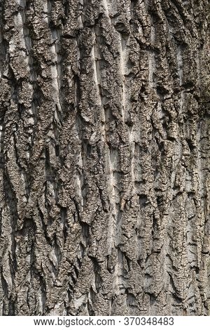 Canadian Poplar Bark Detail - Latin Name - Populus X Canadensis