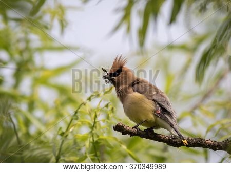 Cedar Waxwing, Bombycilla Cedrorum, Perched On Branch Puffed Feathers With Nesting Material In Beak 