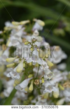 Cobaea Beardtongue White Flower - Latin Name - Penstemon Cobaea
