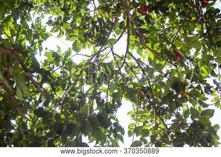 Under Santol Or Sentul Tree Branches, Fruit And Green Leaves On White Background.