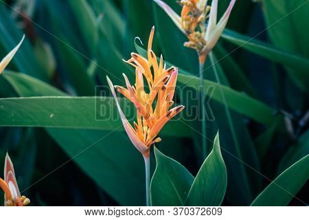Heliconia Psittacorum Flower In Singapore. (golden Torch) Flowers With Leaves.
