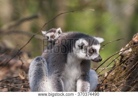 Portrait Of Lemuriformes - Lemur In The Park, Which Has On Its Back A Small Lemur Cub.