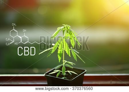 Hemp Of The Formula Cbd Cannabidiol. Hemp Oil, Cbd Oil Cannabis Extract. Medical Marijuana Concept. 