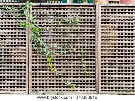 wooden trellised fence partially overgrown with greenery close up