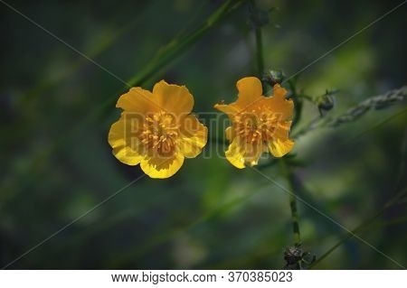 Macro Photo Nature Yellow Caltha Palustris Flower. Texture Background Blooming Wild Yellow Flower Ma