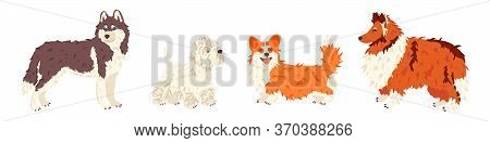 Husky, West Highland White Terrier, Corgi, Collie Dog Breeds Vector Flat Set. For Pet Shops And Groo