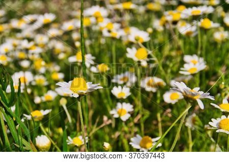 Closeup Of Sunny Medicinal Yellow Chamomile Field