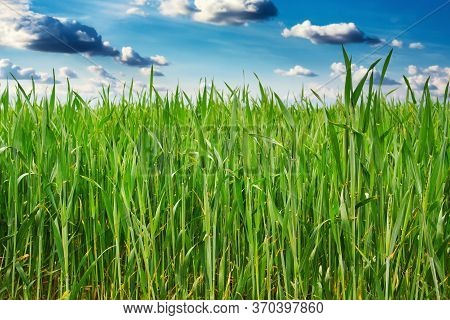 Green Wheat Field And Blue Sky With Clouds
